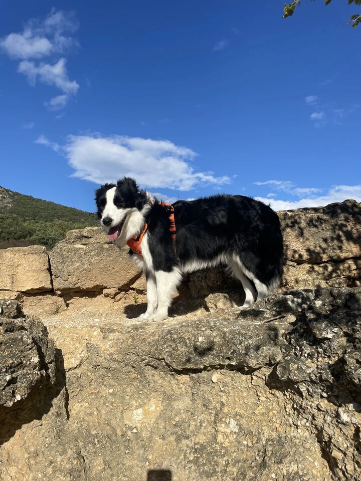 Border collie wearing an orange PEIKO® QuickLeash™  harness in the mountains