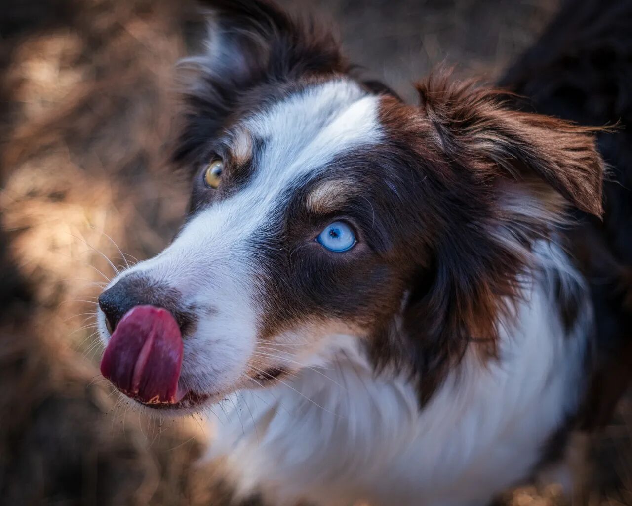 dog-with-blue-eyes.jpg