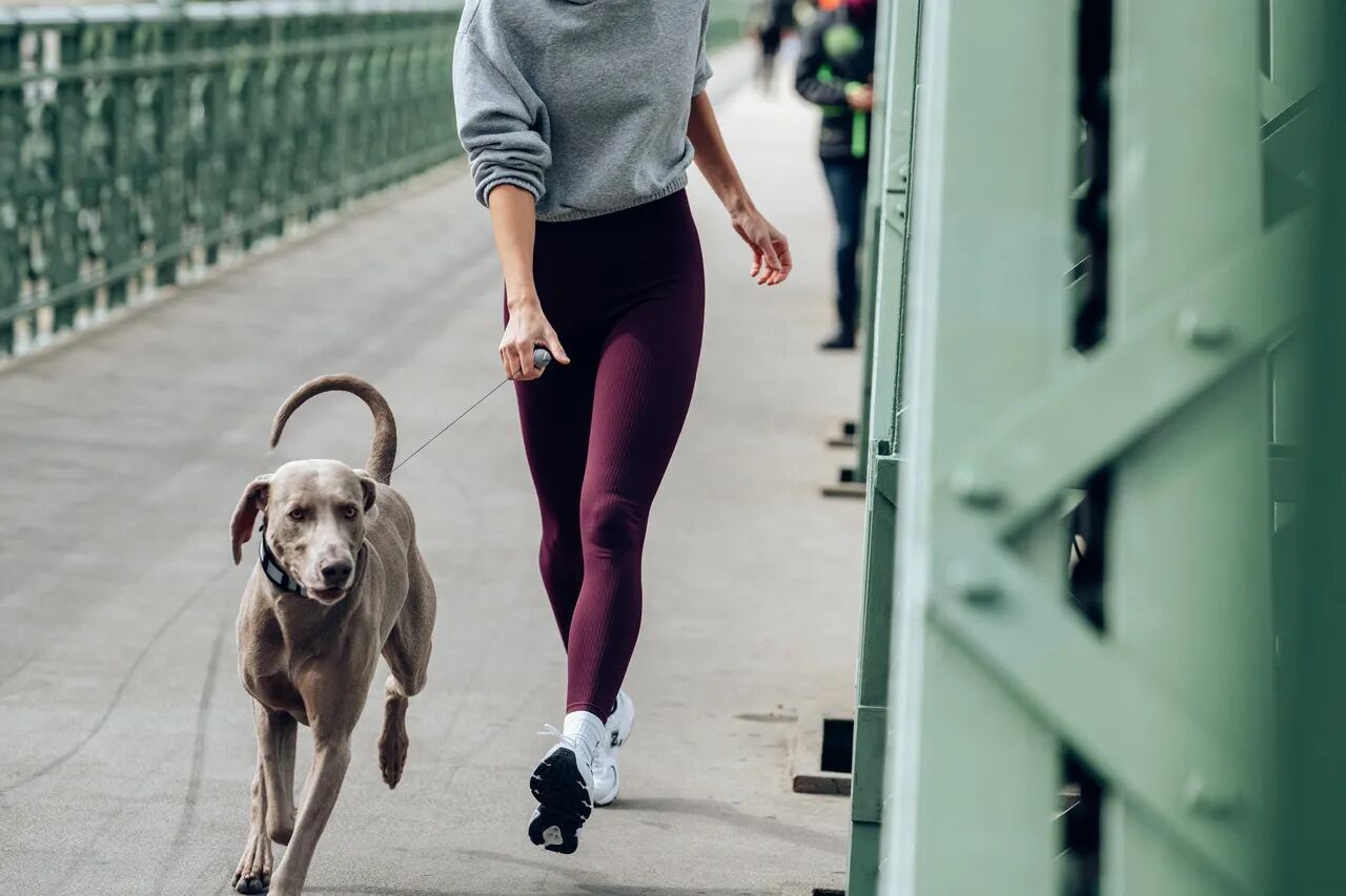 Girl running with a vizsla wearing a gray PEIKO® QuickLeash™ collar in the city