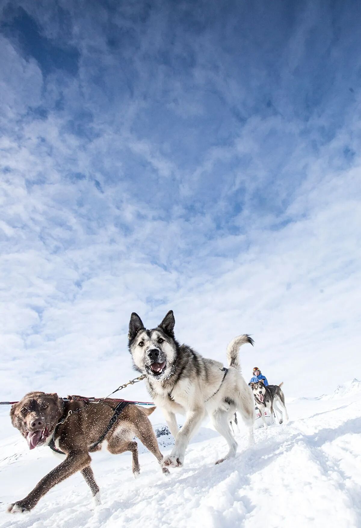PEIKO® ambassador dog sledding at the north pole